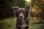 Miniature Australian Shepherd