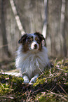 Miniature Australian Shepherd