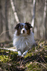 Miniature Australian Shepherd