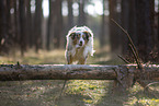 Miniature Australian Shepherd