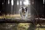 Miniature Australian Shepherd