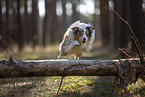 Miniature Australian Shepherd