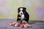 Miniature Australian Shepherd Puppy