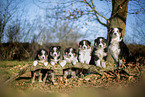 Miniature Australian Shepherd puppy