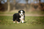 Miniature Australian Shepherd puppy