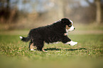 Miniature Australian Shepherd puppy