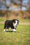 Miniature Australian Shepherd puppy