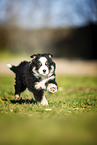 Miniature Australian Shepherd puppy