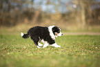 Miniature Australian Shepherd puppy