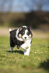 Miniature Australian Shepherd puppy