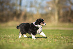 Miniature Australian Shepherd puppy