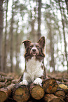 Miniature Australian Shepherd