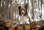 Miniature Australian Shepherd