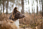 Miniature Australian Shepherd