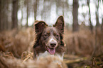 Miniature Australian Shepherd