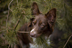 Miniature Australian Shepherd