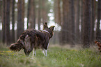 Miniature Australian Shepherd