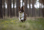 Miniature Australian Shepherd