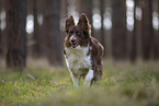 Miniature Australian Shepherd