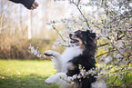 Miniature Australian Shepherd