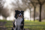 Miniature Australian Shepherd