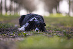 Miniature Australian Shepherd