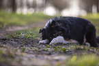 Miniature Australian Shepherd