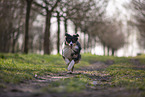 Miniature Australian Shepherd