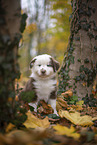 Miniature Australian Shepherd puppy