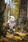 Miniature Australian Shepherd puppy