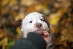 Miniature Australian Shepherd puppy