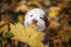 Miniature Australian Shepherd puppy