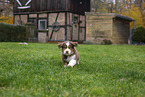 Miniature Australian Shepherd puppy