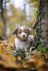 Miniature Australian Shepherd puppy