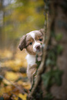 Miniature Australian Shepherd puppy