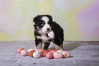 Miniature Australian Shepherd Puppy