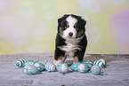 Miniature Australian Shepherd Puppy