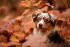 Miniature Australian Shepherd