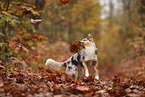 Miniature Australian Shepherd