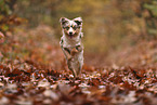 Miniature Australian Shepherd