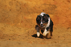 Miniature Australian Shepherd