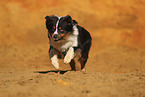 Miniature Australian Shepherd