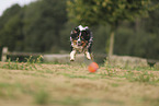 Miniature Australian Shepherd