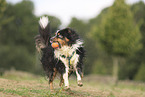 Miniature Australian Shepherd