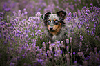 female Miniature Australian Shepherd