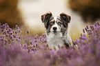 female Miniature Australian Shepherd