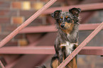 female Miniature Australian Shepherd