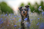 female Miniature Australian Shepherd