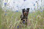 female Miniature Australian Shepherd