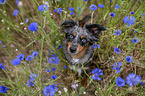 female Miniature Australian Shepherd